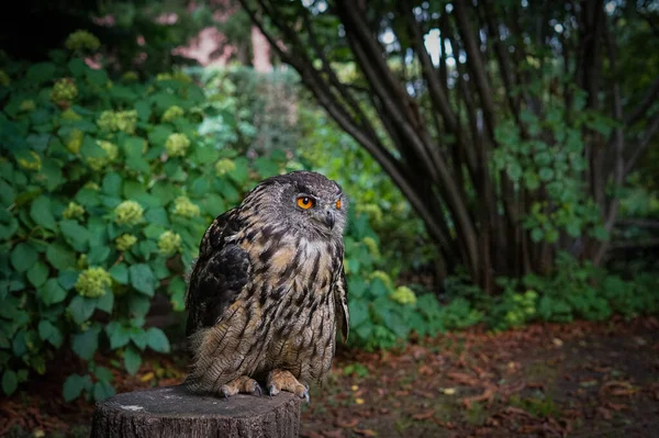 Gros Plan Une Chouette Sous Arbre — Photo