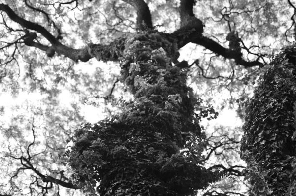 Αφηρημένα Υπόβαθρα Κισσός Μεγαλώνει Όλο Δέντρο Ενάντια Στον Ουρανό Μονόχρωμο — Φωτογραφία Αρχείου