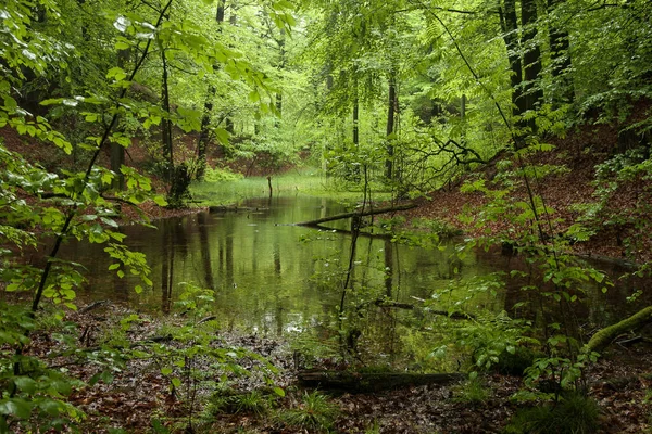 Lichtoverstroomde Groene Bladeren Van Het Bos Worden Weerspiegeld Het Water — Stockfoto