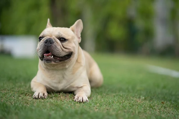 Egy Imádnivaló Francia Bulldog Fekszik Zöld Füvön Egy Parkban — Stock Fotó