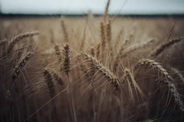 Een Close Van Rijpe Stekelige Tarweplanten Groeien Een Groot Open — Stockfoto