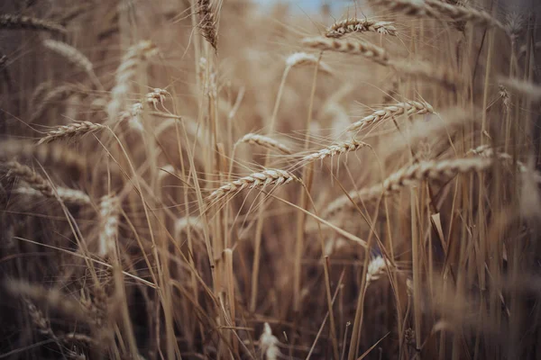 따뜻하고 아름다운 밀밭을 — 스톡 사진