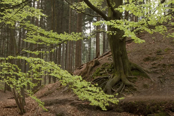 Yaşlı Bir Kayın Ağacı Kalın Kökleri Olan Bir Yamaca Tutunur — Stok fotoğraf