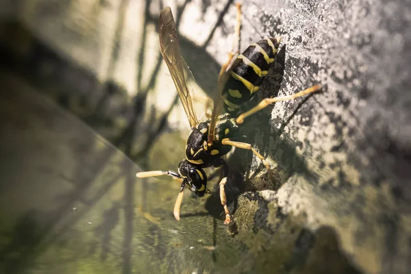 Wasp Drinking Water While Standing Edge Water Pond Garden — Stock Photo, Image