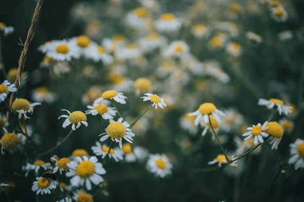 Szelektív Fókusz Felvétel Virágzó Mayweed Virágokról Farmon — Stock Fotó