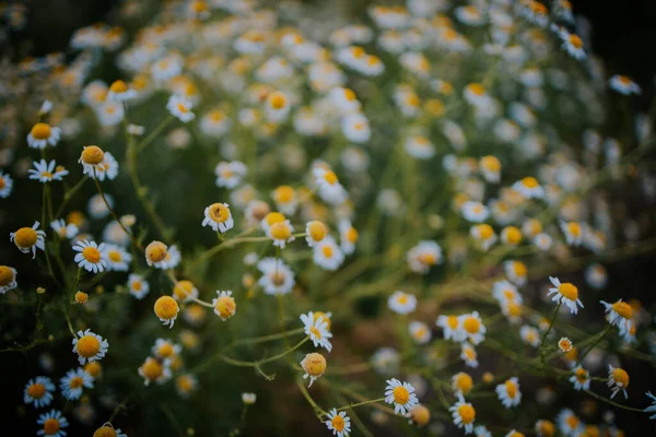 Селективный Снимок Цветущих Цветов Сорняков Фермерском Поле — стоковое фото