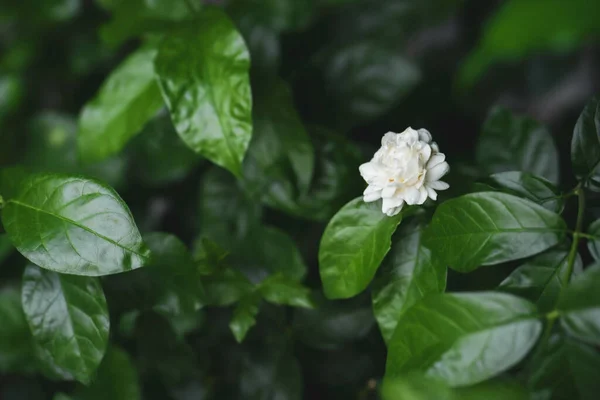 Belo Sambac Branco Jasmim Crescendo Jardim — Fotografia de Stock