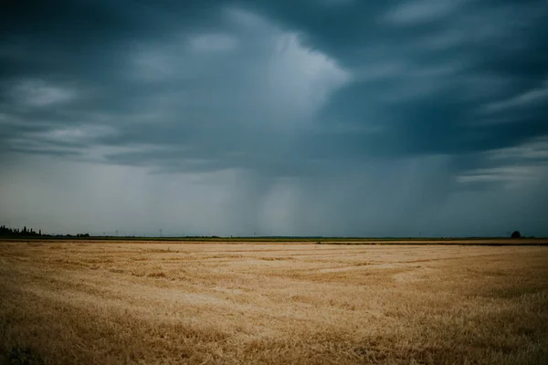 Primo Piano Paglie Lasciate Dai Chicchi Grano Raccolti Nel Campo — Foto Stock