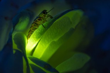 Female firefly common glowworm Lampyris noctiluca sitting on a rose blossom glowing in the dark. clipart