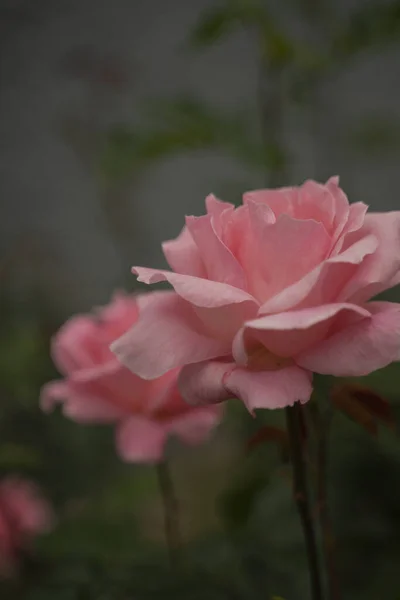 在花园里精选的粉红色优雅的玫瑰花丛 — 图库照片