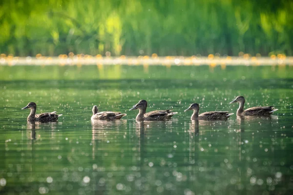 Piccolo Gruppo Anatre Galleggianti Sulla Superficie Dell Acqua — Foto Stock