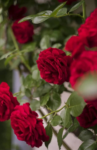 Seletivo Vermelho Elegante Rosa Arbusto — Fotografia de Stock