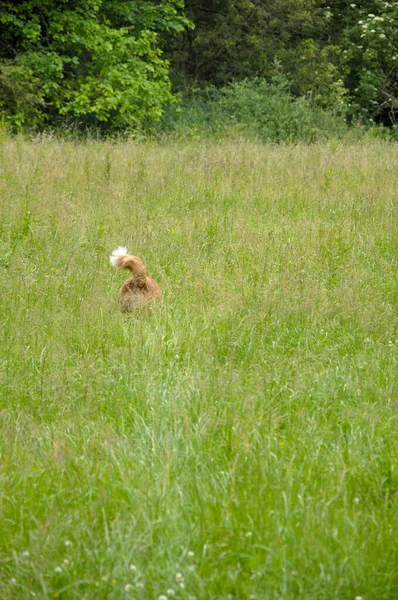 Eine Vertikale Aufnahme Eines Niedlichen Haushundes Der Gras Läuft — Stockfoto