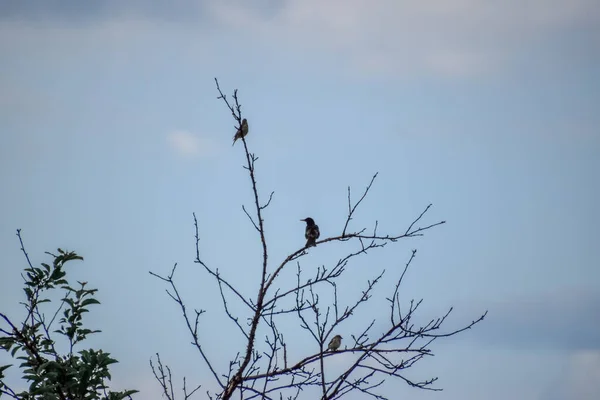 有些麻雀栖息在干枯的树枝上 — 图库照片
