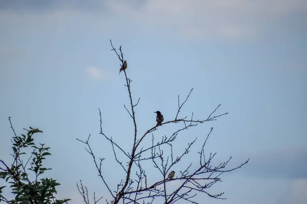 Some Sparrows Perched Branches Dry Tree — Stock Photo, Image