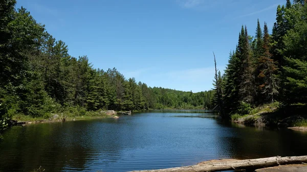 Lago Circondato Alti Alberi Foreste — Foto Stock