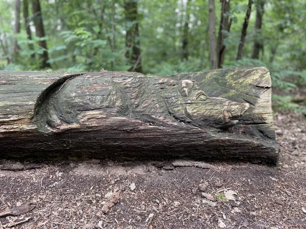 Primer Plano Tronco Árbol Suelo Con Una Rata Tallada Superficie — Foto de Stock