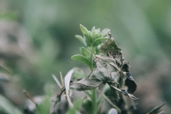 Gros Plan Des Racines Des Plantes Dans Forêt — Photo