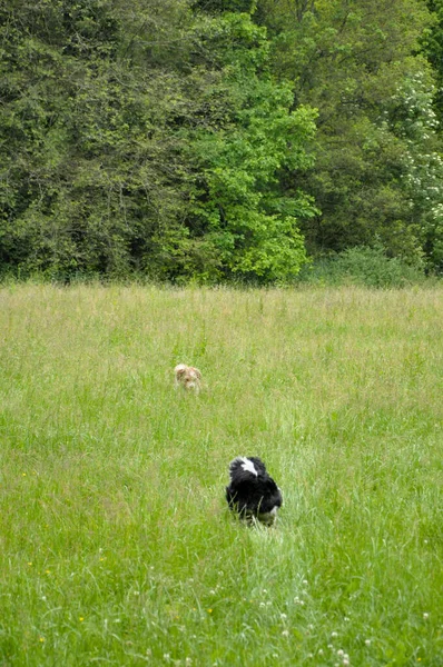 Tiro Vertical Lindos Perros Domésticos Corriendo Una Hierba — Foto de Stock