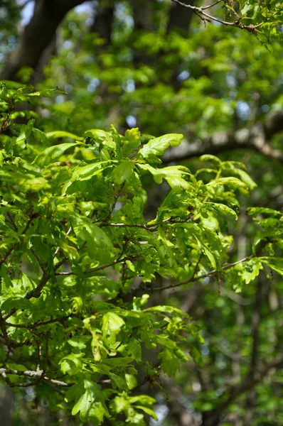 Tiro Vertical Vegetação Crescente Uma Floresta — Fotografia de Stock