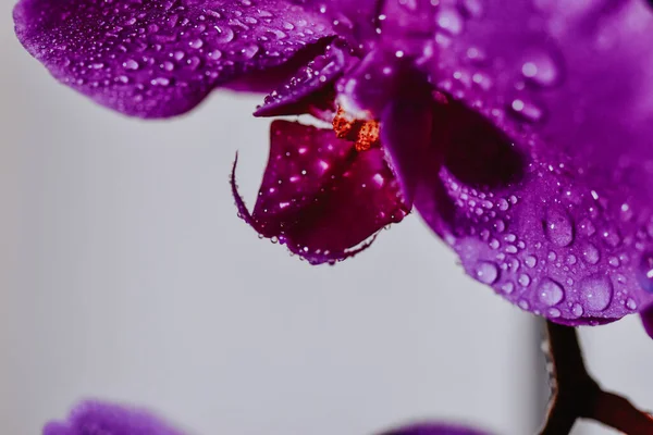 Фиолетовый Фаленопсис Орхидея Капельками Воды — стоковое фото