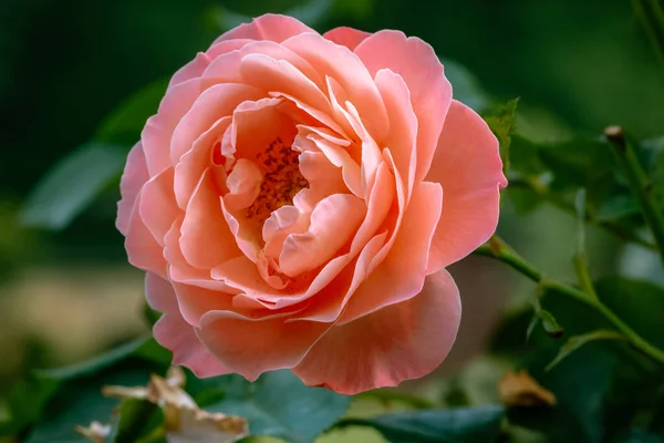一张漂亮的粉红色玫瑰的特写照片 — 图库照片