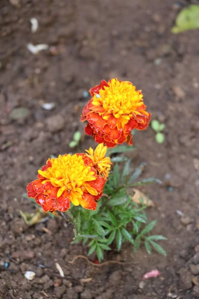 Вибірка Помаранчевих Квітів Чорнобривців Цвітіння — стокове фото