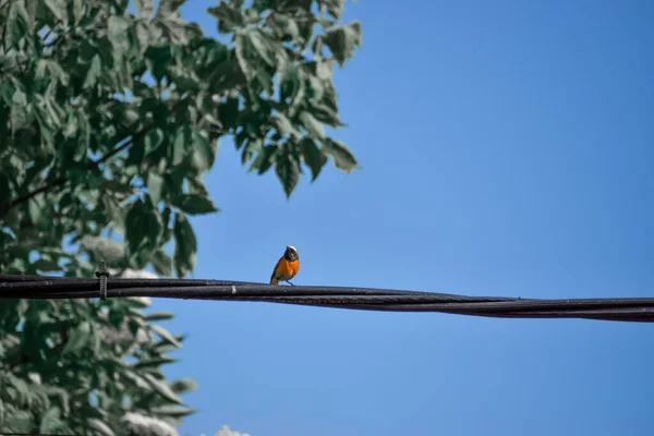 Lovitură Closeup Unei Păsări Comune Redstart Cocoțat Liniile Electrice — Fotografie, imagine de stoc