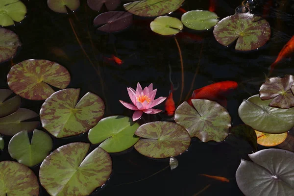 Крупним Планом Красива Рожева Квітка Лілії Оточена Листям Поверхні Води — стокове фото