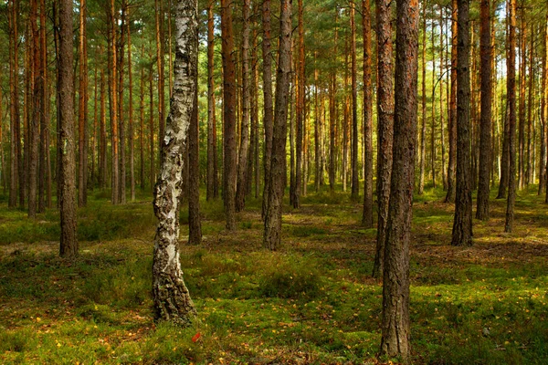 Tät Skog Med Gröna Höga Träd — Stockfoto