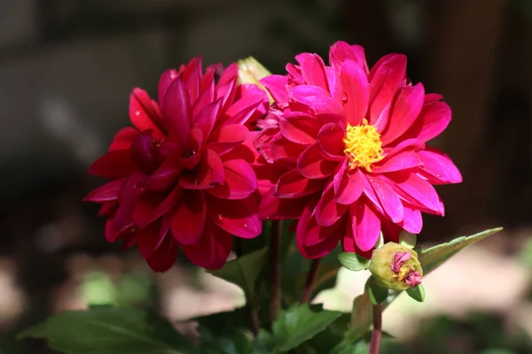 Une Sélection Fleurs Dahlia Rouge Georgina Dans Jardin — Photo