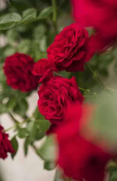 精选的红色典雅玫瑰花丛 — 图库照片