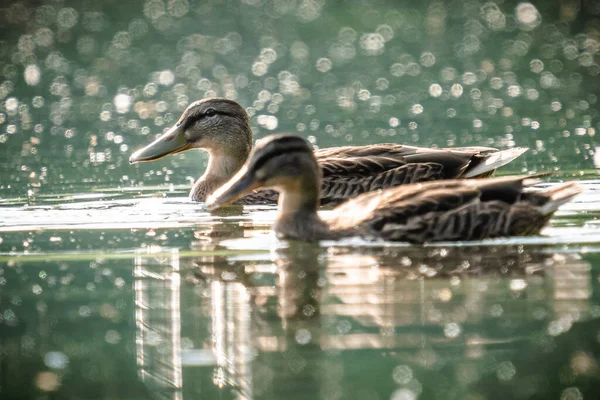 Bir Çift Ördek Yüzeyinde Yüzüyor — Stok fotoğraf