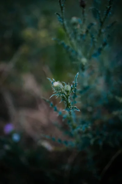 Вертикальный Снимок Незацветшего Растения Кардус Известного Пламблеск Чертополоха Размытом Фоне — стоковое фото