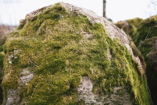 Una Roca Cubierta Musgo Aire Libre — Foto de Stock