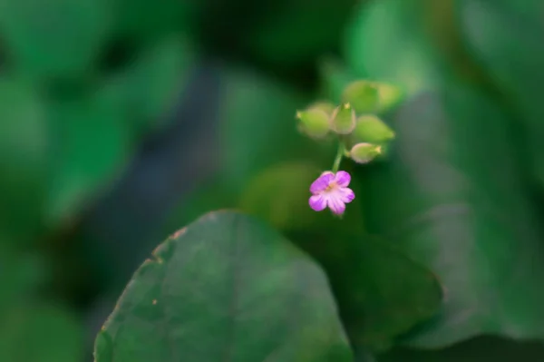 Primo Piano Piccolo Fiore Rosa Concentrazione Superficiale — Foto Stock