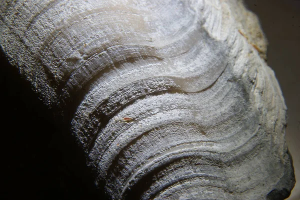 Primer Plano Una Piedra Sobre Fondo Oscuro — Foto de Stock