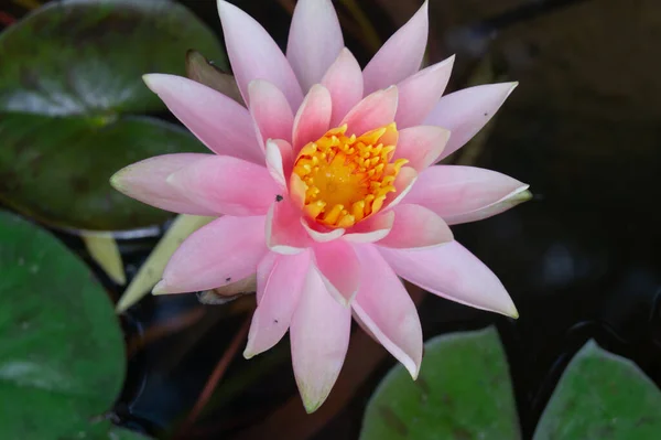 Beautiful Pink Lotus Pond — Stock Photo, Image