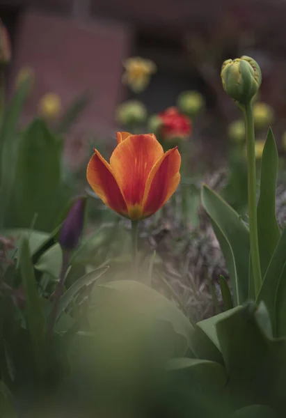 Sélectif Une Tulipe Orange Dans Jardin — Photo