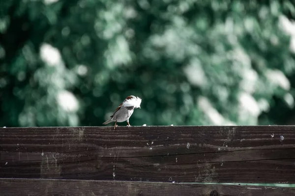 Eine Vertikale Aufnahme Eines Hausrotschwanz Vogels Der Auf Einem Ast — Stockfoto