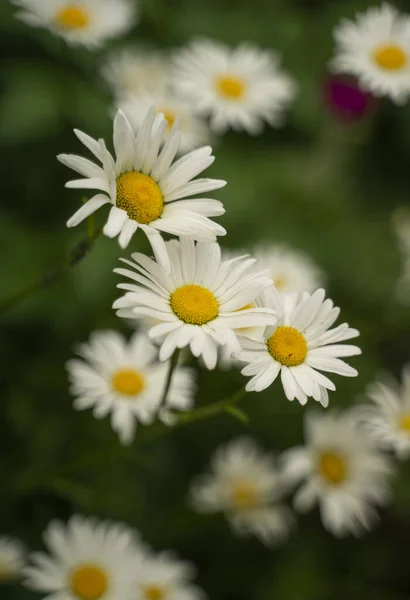 Een Selectieve Close Van Mooie Madeliefjes Bloemen Een Veld — Stockfoto