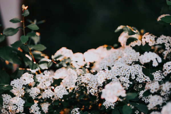 Знімок Гарного Білого Шпака Цвіте — стокове фото