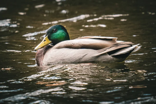 Egy Hím Vadkacsa Közelsége Lebeg Víz Felszínén — Stock Fotó