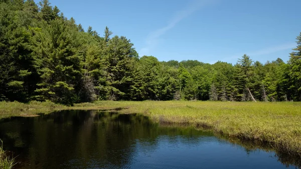 Lac Entouré Grands Arbres Forêts — Photo