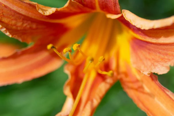 Ένα Κοντινό Πλάνο Ενός Πορτοκαλιού Κρίνου Που Ανθίζει Έναν Κήπο — Φωτογραφία Αρχείου