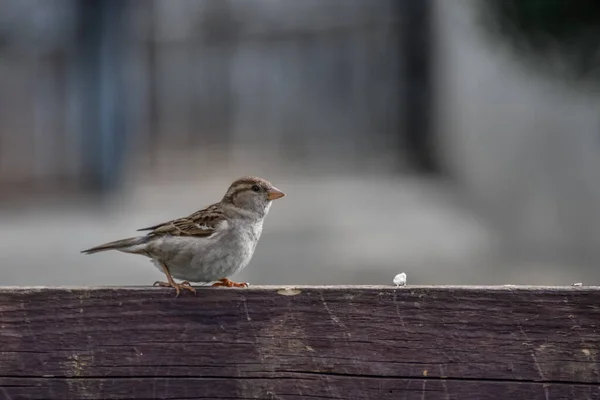 Nahaufnahme Eines Sperlings Der Auf Einem Holzzaun Hockt — Stockfoto