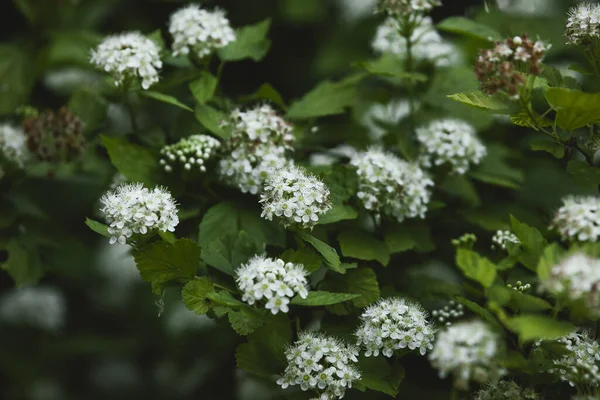 Японські Білі Квітки Spirea Саду — стокове фото