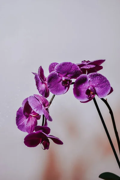 Крупный План Фиолетовых Цветов Орхидеи Фаленопсис Капельками Воды — стоковое фото
