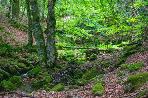 森林中生长的植被的特写镜头 — 图库照片