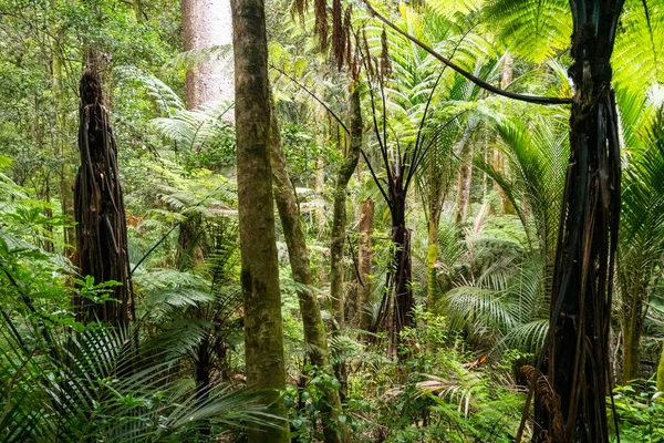 Los Árboles Tropicales Las Plantas Con Hojas Verdes Bosque Nueva —  Fotos de Stock